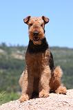 AIREDALE TERRIER 283